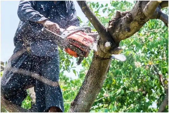 tree services Merrimac